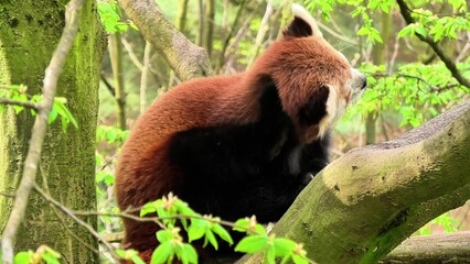 A Red Panda is seen peacefully resting on a tree branch within its natural environment in nature