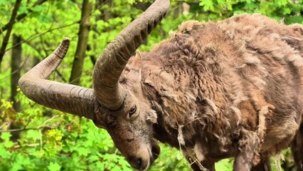 Majestic Mountain Sheep Roaming Gracefully Through a Lush Green Forest Landscape,