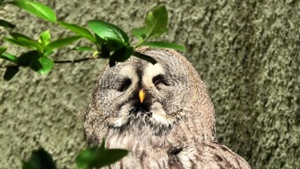 A majestic Gray Owl gracefully posing amidst vibrant green leaves in bright, natural light