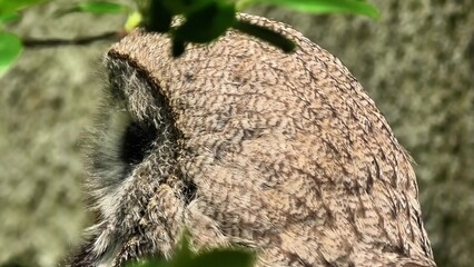 Experience the Majestic Owl Moments that are Captured in Beautiful Nature Surroundings