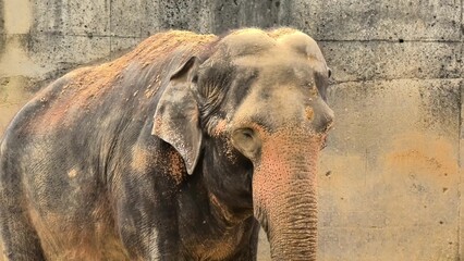 The Majestic Asian Elephant, a magnificent creature, thrives in captivity and captivates all