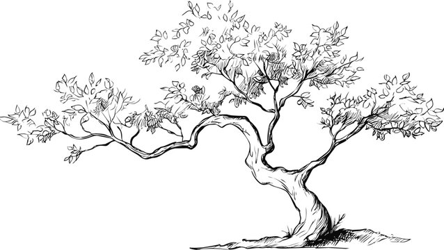 Sketch of a bonsai tree with a twisted trunk and detailed leaves. Vector illustration