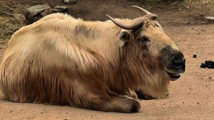 Fototapeta premium A Resting Yak in its Natural Habitat, Embracing the Beauty of Nature and Biodiversity