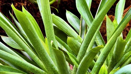 Obraz premium Lush and vibrant green tropical plant foliage showcased in stunning closeup detail photography