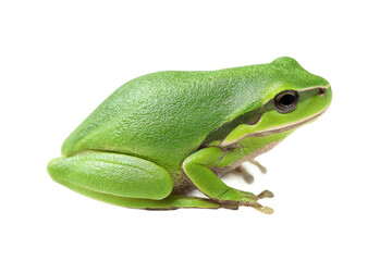 Obraz premium Vibrant green tree frog side profile on black background, cut out