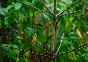 Bird, Costa Rica