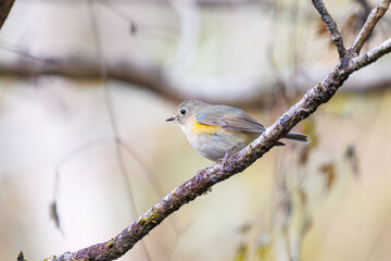 幸せの青い鳥、可愛いルリビタキ（ヒタキ科）
英名学名：Red flanked Bluetail (Tarsiger cyanurus)
紅葉が美しい。
神奈川県清川村、早戸川林道-2024年
