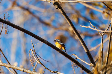 可愛いジョウビタキ（ヒタキ科）
英名学名：Daurian Redstart (Phoenicurus auroreus)
紅葉が美しい。
神奈川県清川村、早戸川林道-2024年
