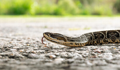 Urutú crossed pit viper snake photography on a sunny day in Buenos Aires, Argentina. (Bothrops alternatus)