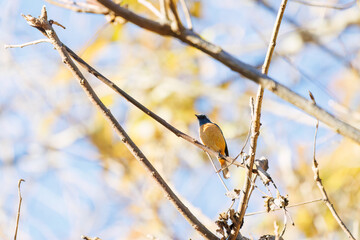 可愛いジョウビタキ（ヒタキ科）
英名学名：Daurian Redstart (Phoenicurus auroreus)
紅葉が美しい。
神奈川県清川村、早戸川林道-2024年

