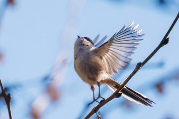 飛び回る可愛いエナガ（エナガ科）の群れ
英名学名：long tailed tit (Aegithalos caudatus)
紅葉が美しい。
神奈川県清川村、早戸川林道-2024年
