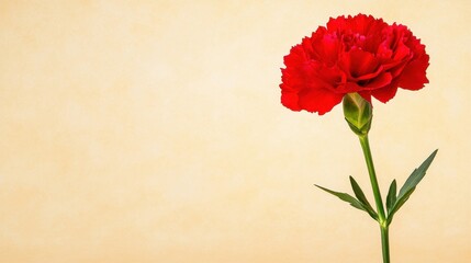 Obraz premium Single red carnation flower against a pale yellow beige background. The carnation is in sharp focus, while the background is softly blurred. The image evokes a feeling of simplicity and elegance.