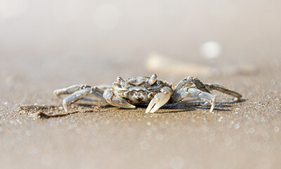 Angled Shore Crab (Cyrtograpsus angulatus) on Wet Sand at Coastal Edge In Punta Indio, Buenos...