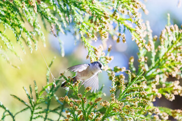 飛び回る可愛いエナガ（エナガ科）の群れ
英名学名：long tailed tit (Aegithalos caudatus)
紅葉が美しい。
神奈川県清川村、早戸川林道-2024年
