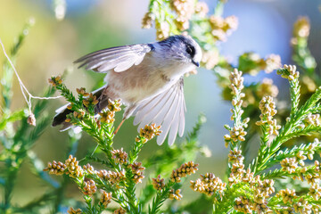飛び回る可愛いエナガ（エナガ科）の群れ
英名学名：long tailed tit (Aegithalos caudatus)
紅葉が美しい。
神奈川県清川村、早戸川林道-2024年
