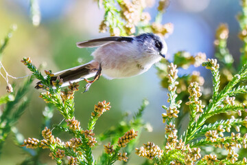 飛び回る可愛いエナガ（エナガ科）の群れ
英名学名：long tailed tit (Aegithalos caudatus)
紅葉が美しい。
神奈川県清川村、早戸川林道-2024年
