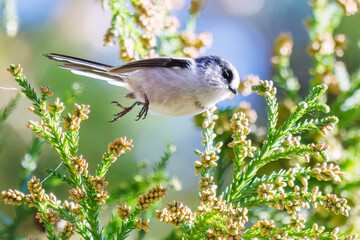 飛び回る可愛いエナガ（エナガ科）の群れ
英名学名：long tailed tit (Aegithalos caudatus)
紅葉が美しい。
神奈川県清川村、早戸川林道-2024年
