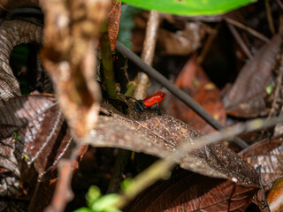 Toxic Red Dart Frog, Costa Rica