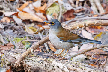 Fototapeta premium 餌を探す可愛いシロハラ（ヒタキ科） 英名学名：Pale Thrush (Turdus pallidus, family comprising thrushes) 紅葉が美しい。 神奈川県清川村、早戸川林道-2024年 