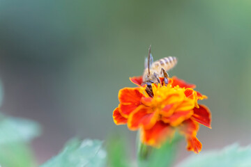Honeybee on marigold sucking the nectar