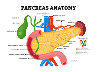 Pancreas anatomy structure diagram, educational medical poster design healthcare scheme, human pancreas internal organs. Labeled pancreatic islets, cystic duct, bile duct, gallbladder, artery.