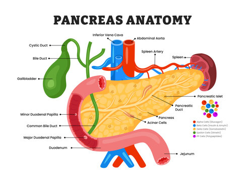 Pancreas anatomy structure diagram, educational medical poster design healthcare scheme, human pancreas internal organs. Labeled pancreatic islets, cystic duct, bile duct, gallbladder, artery.