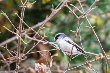 飛び回る可愛いエナガ（エナガ科）の群れ
英名学名：long tailed tit (Aegithalos caudatus)
紅葉が美しい。
神奈川県清川村、早戸川林道-2024年
