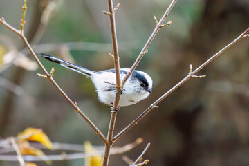 飛び回る可愛いエナガ（エナガ科）の群れ
英名学名：long tailed tit (Aegithalos caudatus)
紅葉が美しい。
神奈川県清川村、早戸川林道-2024年
