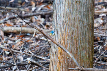 幸せの青い鳥、可愛いルリビタキ（ヒタキ科）
英名学名：Red flanked Bluetail (Tarsiger cyanurus)
紅葉が美しい。
神奈川県清川村、早戸川林道-2024年
