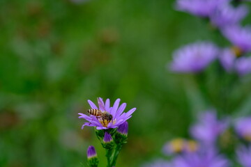 Fototapeta premium Symphyotrichum dumosum is a species of flowering plant in the Asteraceae family commonly known as rice button aster and bushy aster.
