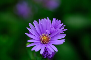 Obraz premium Symphyotrichum dumosum is a species of flowering plant in the Asteraceae family commonly known as rice button aster and bushy aster.