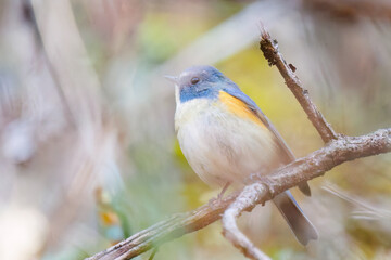 幸せの青い鳥、可愛いルリビタキ（ヒタキ科）
英名学名：Red flanked Bluetail (Tarsiger cyanurus)
紅葉が美しい。
神奈川県清川村、早戸川林道-2024年
