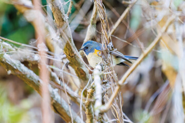 幸せの青い鳥、可愛いルリビタキ（ヒタキ科）
英名学名：Red flanked Bluetail (Tarsiger cyanurus)
紅葉が美しい。
神奈川県清川村、早戸川林道-2024年
