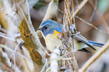 幸せの青い鳥、可愛いルリビタキ（ヒタキ科）
英名学名：Red flanked Bluetail (Tarsiger cyanurus)
紅葉が美しい。
神奈川県清川村、早戸川林道-2024年
