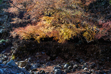 紅葉に彩られた美しい宮ヶ瀬湖。
紅葉が美しい。
神奈川県清川村、早戸川林道-2024年
