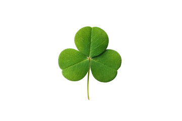 Green three-leaf clover isolated on black background symbol of luck, cut out