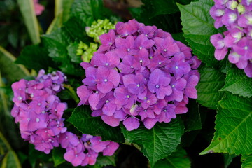 Hydrangea macrophylla is a species of flowering plant in the family Hydrangeaceae, native to Japan. Common names include bokor flower, bakor flower and hortensia. blurred image