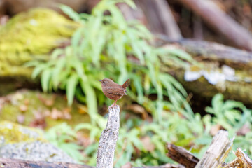 小さい体なのに大きな声で必死にさえずる可愛いミソサザイ（ミソサザイ科）
英名学名：Eurasian Wren (Troglodytes troglodytes)
紅葉が美しい。
神奈川県清川村、早戸川林道-2024年
