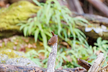 Obraz premium 小さい体なのに大きな声で必死にさえずる可愛いミソサザイ（ミソサザイ科） 英名学名：Eurasian Wren (Troglodytes troglodytes) 紅葉が美しい。 神奈川県清川村、早戸川林道-2024年 