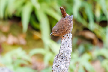 Fototapeta premium 小さい体なのに大きな声で必死にさえずる可愛いミソサザイ（ミソサザイ科） 英名学名：Eurasian Wren (Troglodytes troglodytes) 紅葉が美しい。 神奈川県清川村、早戸川林道-2024年 