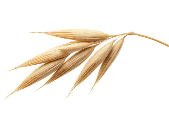 Close-up of ripe oat panicle isolated on white background, cut out