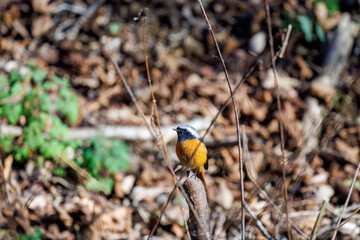 可愛いジョウビタキ（ヒタキ科）
英名学名：Daurian Redstart (Phoenicurus auroreus)紅葉が美しい。
神奈川県清川村、早戸川林道-2024年
