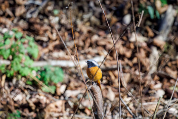 可愛いジョウビタキ（ヒタキ科）
英名学名：Daurian Redstart (Phoenicurus...