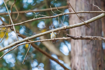 幸せの青い鳥、可愛いルリビタキ（ヒタキ科）
英名学名：Red flanked Bluetail (Tarsiger cyanurus)
紅葉が美しい。
神奈川県清川村、早戸川林道-2024年
