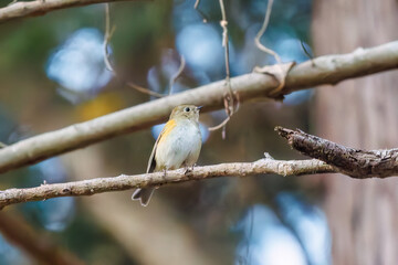 Fototapeta premium 幸せの青い鳥、可愛いルリビタキ（ヒタキ科） 英名学名：Red flanked Bluetail (Tarsiger cyanurus) 紅葉が美しい。 神奈川県清川村、早戸川林道-2024年 
