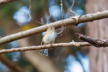 Fototapeta premium 幸せの青い鳥、可愛いルリビタキ（ヒタキ科） 英名学名：Red flanked Bluetail (Tarsiger cyanurus) 紅葉が美しい。 神奈川県清川村、早戸川林道-2024年 