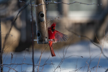 Cardinal on a bird feeder in winter