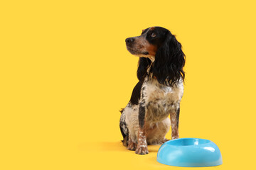 Cute cocker spaniel with bowl of water sitting on yellow background