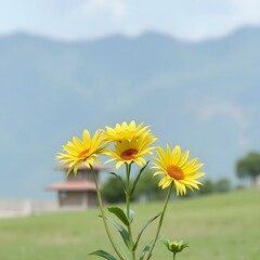 Fototapeta premium field of sunflowers