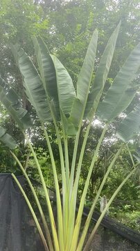 Ravenala big plant